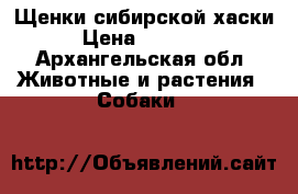 Щенки сибирской хаски › Цена ­ 10 000 - Архангельская обл. Животные и растения » Собаки   